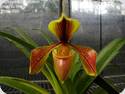 Paph. villosum rot